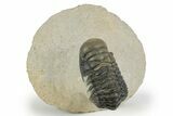 Detailed Crotalocephalina Trilobite - Atchana, Morocco #249785-2